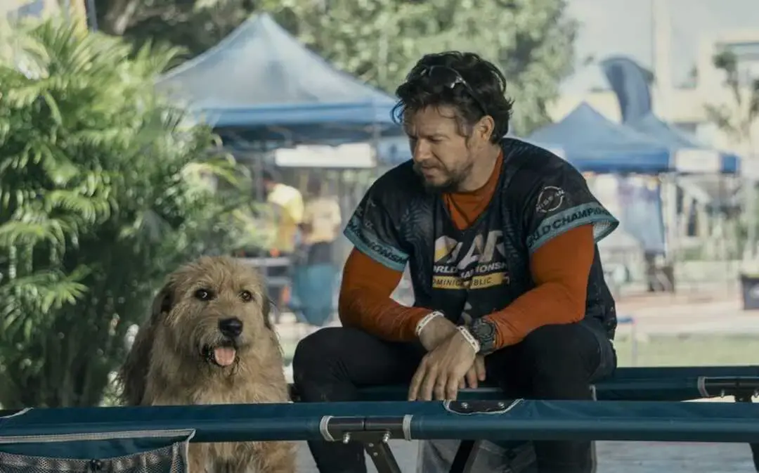 Arthur the King and Our Favorite Dogs in Cinema